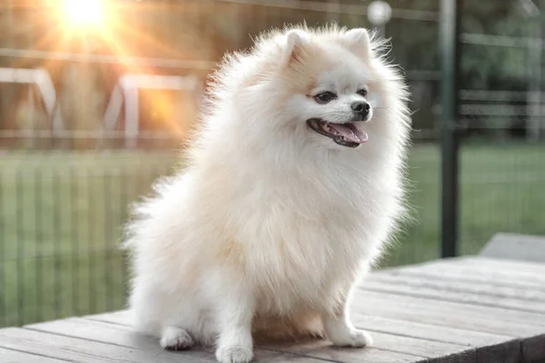 Retrato Cachorro Fofo Pequeno Pomeranian Alemão Parque Infantil Cão Branco — Fotografia de Stock