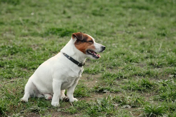 Kis Jack Russell Terrier Portréja Zöld Füvön Természetes Parkban Fehér — Stock Fotó