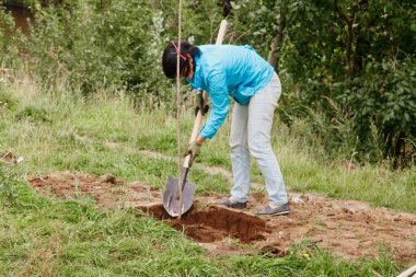 İş üniformalı genç insanlar ellerinde kürek, yerde ağaç fidanı var. Toprağın seçkinleştirilmesi için arka plan. Peyzaj, doğa, çevre ve ekoloji kavramı. Boşluğu kopyala