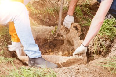 İş üniformalı genç insanlar ellerinde kürek, yerde ağaç fidanı var. Toprağın seçkinleştirilmesi için arka plan. Peyzaj, doğa, çevre ve ekoloji kavramı. Boşluğu kopyala