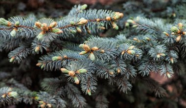 Yakından firavun ağacı dalları. Arka plan dokusu kürklü ağaç dalları. Noel duvar kağıdı konsepti. Şenlik ve doğa geçmişi. Alan için kopyala
