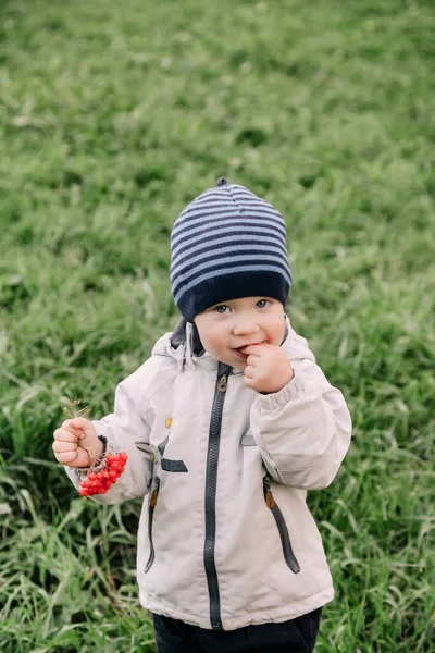 公園で自然の中で秋の服の小さな男の子が再生し ローワンベリーを食べる 秋の山灰の枝を持つ芝生の上で2 3年の子供は楽しいです サイトのコピースペース — ストック写真