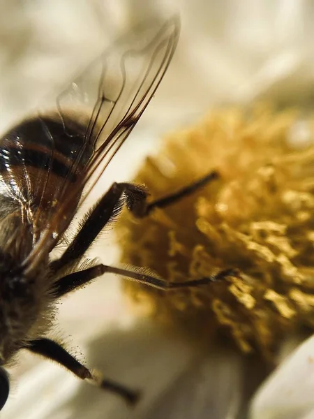 Медова Бджола Квітці — стокове фото