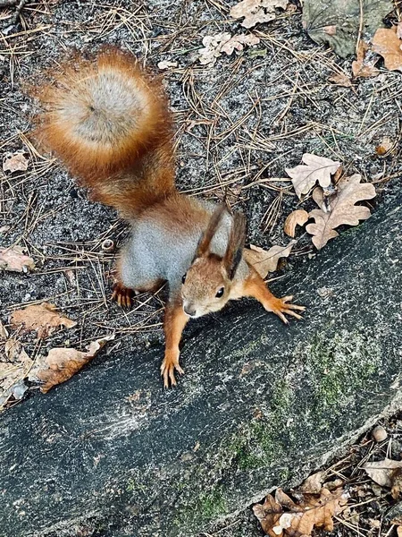 Esquilo Bonito Uma Árvore — Fotografia de Stock