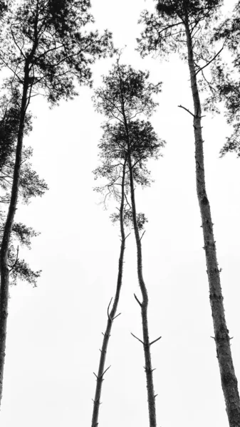 Two Trees Twisted Each Other — Stock Photo, Image