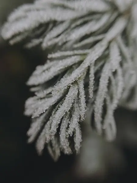 Selective Focus Pine Branches — Stock Photo, Image