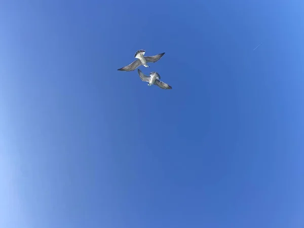 Havsmåsar Den Blå Himlen — Stockfoto