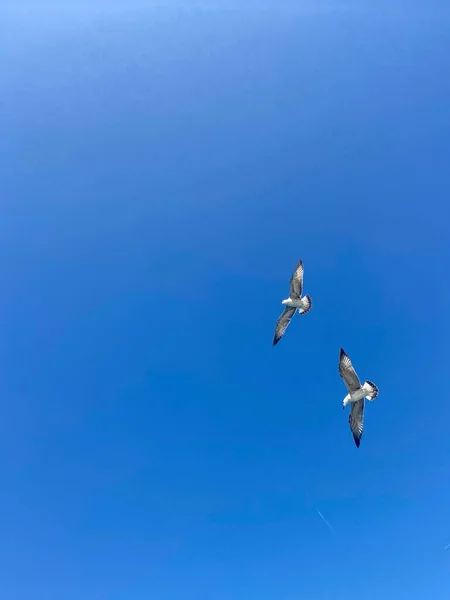 Gaivotas Voando Contra Céu Azul — Fotografia de Stock