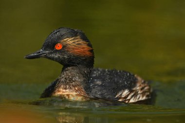 Siyah boyunlu zarif kuş.