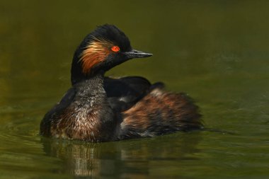 Siyah boyunlu zarif kuş.