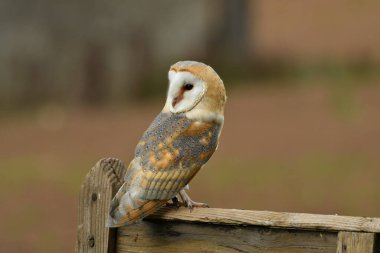 Ahır Baykuşuyla yüz yüze