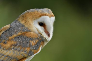 Ahır Baykuşuyla yüz yüze