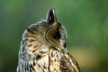 Uzun kulaklı baykuşla yüz yüze.