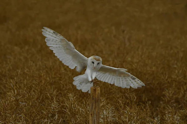 Sessiz uçuşta ahır baykuşu