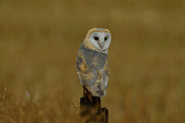 Von Angesicht Angesicht Mit Schleiereule — Stockfoto