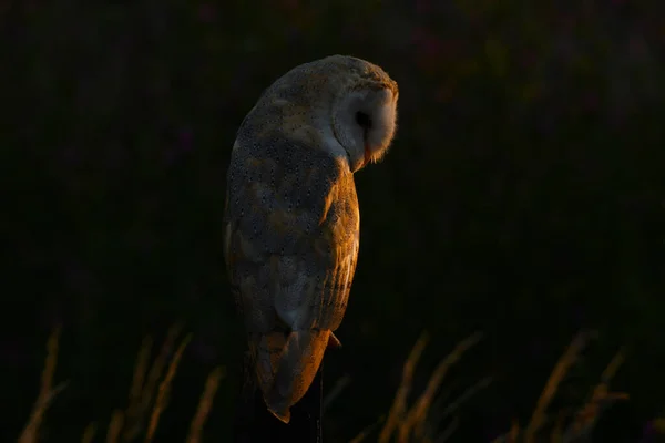 Ahır Baykuşuyla yüz yüze