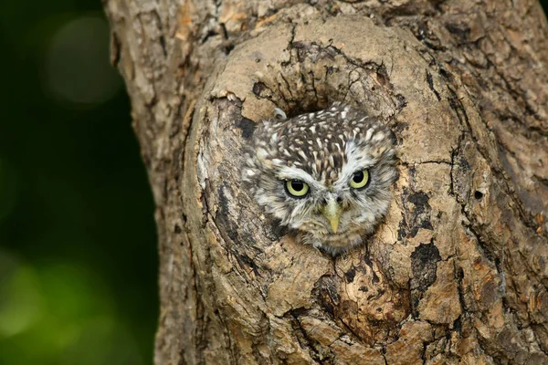 Portefeuille Chouette Dans Trou Vieil Arbre — Photo