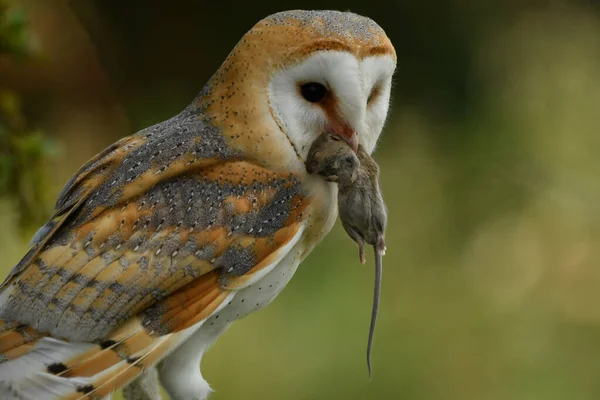 Von Angesicht Angesicht Mit Schleiereule — Stockfoto