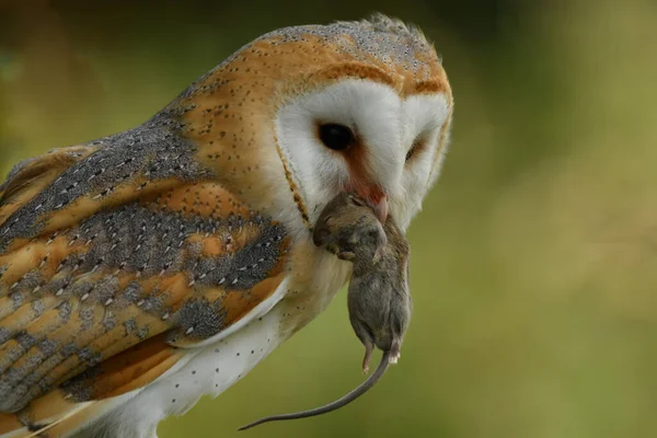Ahır Baykuşuyla yüz yüze