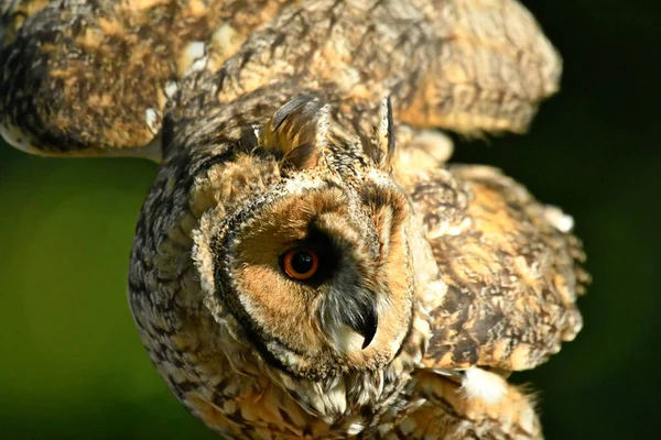 Oog Oog Met Een Uil Met Lange Oren — Stockfoto