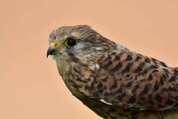 Cara Cara Com Kestrel Comum Feminino — Fotografia de Stock