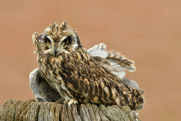 Face Face Short Eared Owl — Stock Photo, Image