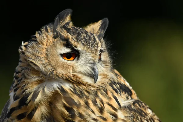 Uhu Aus Nächster Nähe — Stockfoto