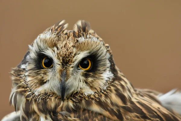 Oog Oog Met Een Uil Met Korte Oren — Stockfoto