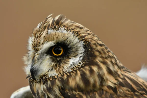 Oog Oog Met Een Uil Met Korte Oren — Stockfoto