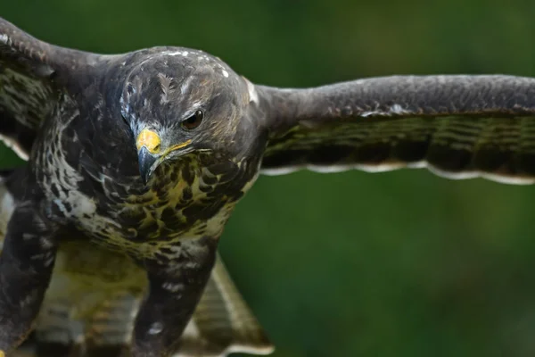 Avrupa 'da yaygın bir şahin portresi