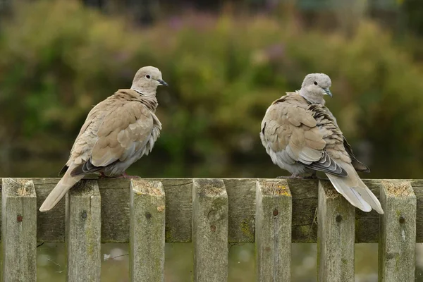 Eurasian Collared Dove Perched Fence — Stock Photo, Image