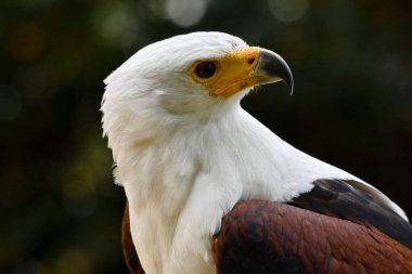 Afrika balık kartalı portresi