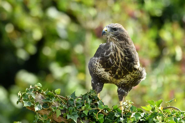 Avrupa 'da yaygın bir akbaba