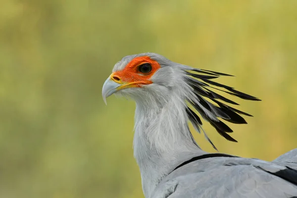 Colorido Belleza Secretario Retrato Pájaro — Foto de Stock