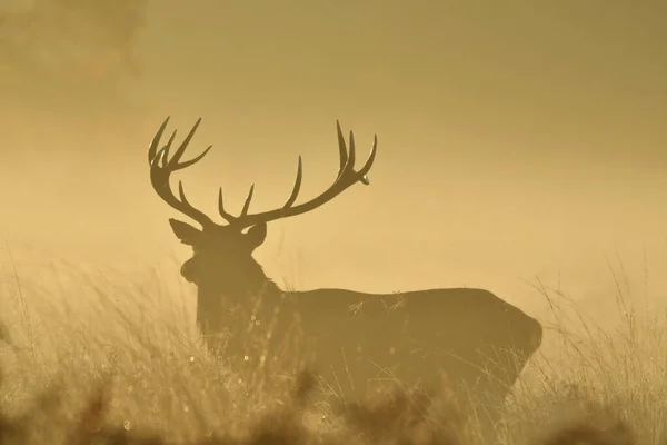 Face Face Avec Cerf Rouge — Photo