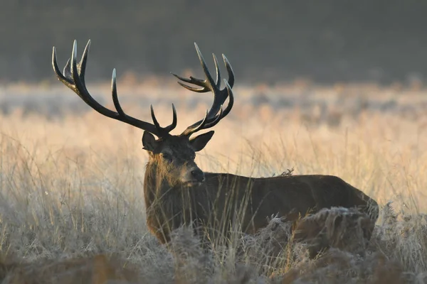 Kızıl geyikle yüz yüze