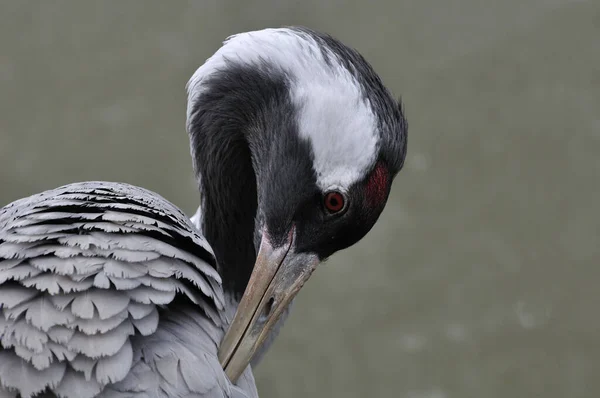 Yaygın vinç portresi. Yakın çekim.