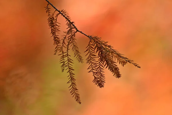 Güzel sonbahar doğa arka plan makrosu. Tonu turuncu ve kahverengi. Sonbaharın muhteşem peri masalsı sanatsal görüntüsü. Çok atmosferik bir resim. Soyut arka plan sonbahar ormanı. Ormanda sarı ağaçlar olan altın sonbahar masalı.