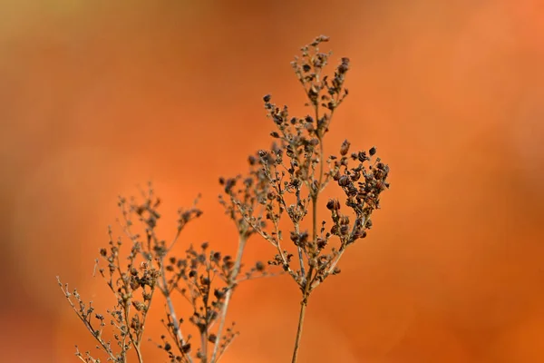 Beautiful Autumn Nature Background Macro Toned Orange Brown Fabulous Fairy — Stock Photo, Image