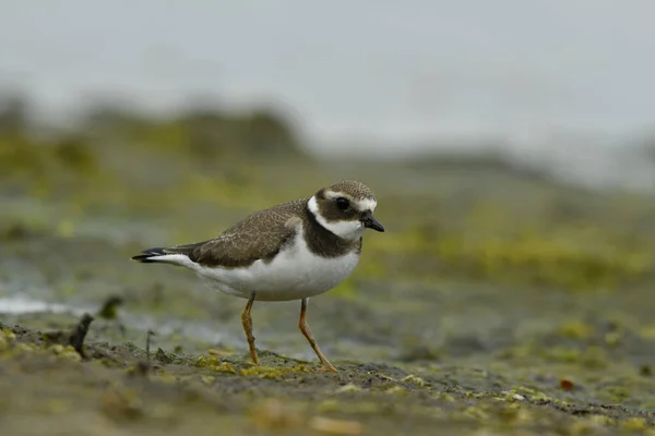 Gewone Geringde Plevier Broeden Grond — Stockfoto