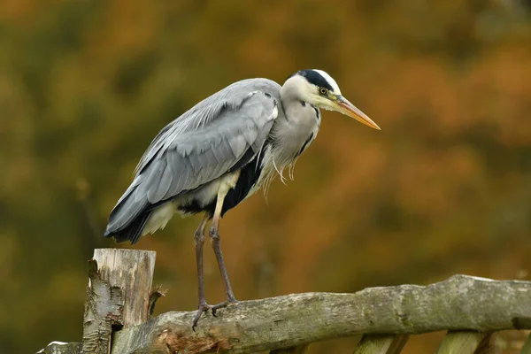 Elegáns Szürke Heron Ült Kerítésen Száraz Tollak — Stock Fotó