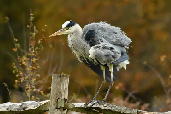 Zarif gri balıkçıl çitin üzerine tünemiş ve tüyleri kurumuş.