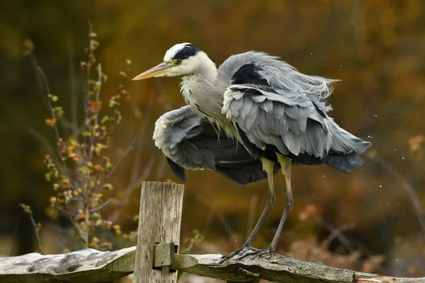 Elegáns Szürke Heron Ült Kerítésen Száraz Tollak — Stock Fotó