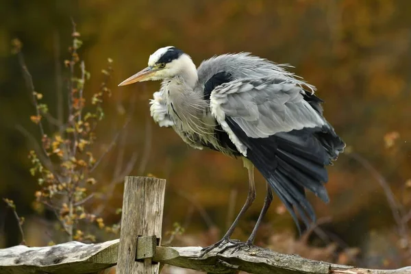 Elegáns Szürke Heron Ült Kerítésen Száraz Tollak — Stock Fotó