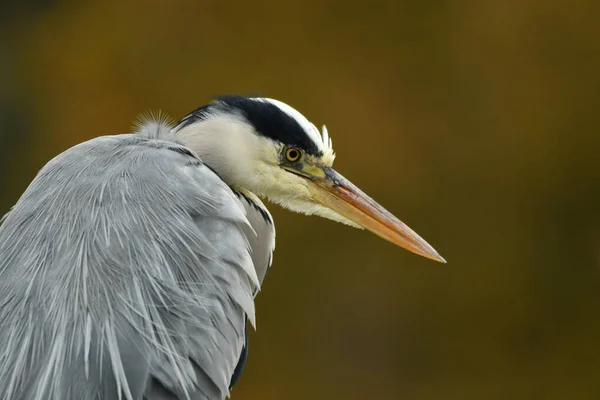 Elegáns Szürke Heron Portré Őszi Színekben — Stock Fotó