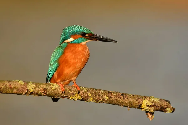 Kingfisher Bird Perched Branch — Stock Photo, Image