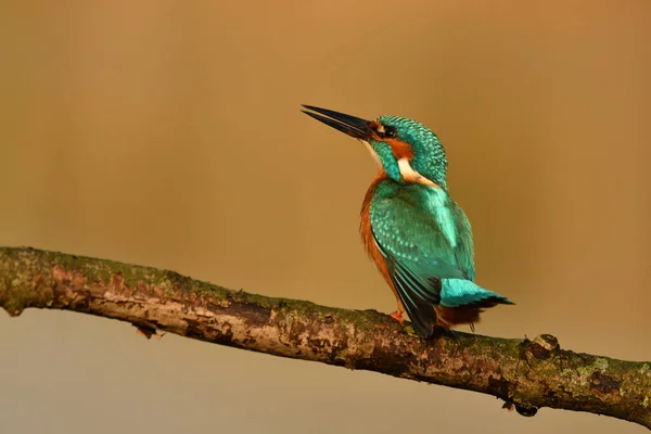 Kingfisher Bird Perched Branch — Stock Photo, Image