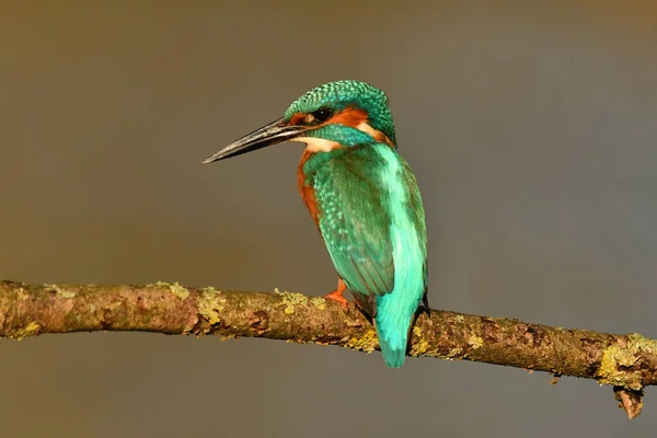 Kingfisher Bird Perched Branch — Stock Photo, Image