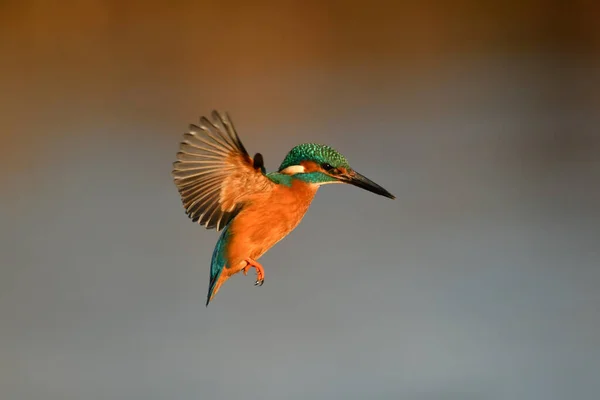 Kingfisher Bird Flying River — Stock Photo, Image