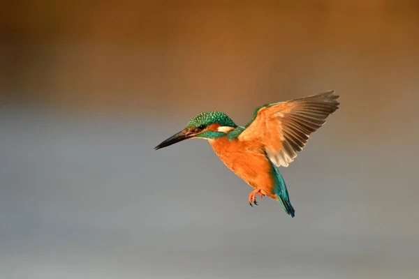 Kingfisher Bird Flying River — Stock Photo, Image